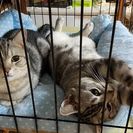 アメショー3才♂兄弟　里親さん募集【2匹飼って下さる方希望】