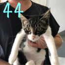 💖里親決定💖4ヵ月のサバ白子猫