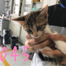 💖里親決定💖ミケちゃん