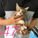 💖里親決定💖生後2ヵ月キジ白子猫