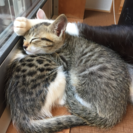 猫ちゃんの里親様、募集です！