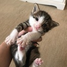 小さいキジ白の男の子