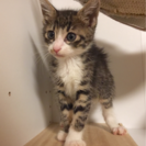 子猫メス2匹  里親様決まりました。