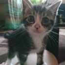 子猫の里親募集です