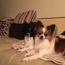 パピヨン×チワワミックスの兄弟です - 犬