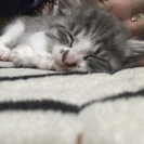 捨てられてた子猫ちゃん - 猫