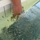 【土日のみOK】オープニングスタッフ募集　Fish Spaイベントのお仕事 時給１０００円の画像