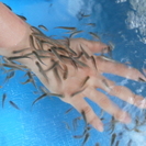 【土日のみOK】オープニングスタッフ募集　Fish Spaイベントのお仕事 時給１０００円の画像