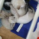 子猫差し上げます