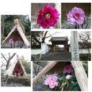 寒ぼたん咲く葛城市石光寺でお寺ヨガ　第一部の画像