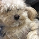 里親さん探しています。
