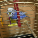 オパールブルーのセキセイインコです！