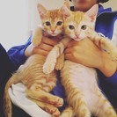 子猫★茶トラ★可愛いです！
