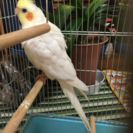 オカメインコ保護しました。