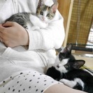 生後2ヶ月の子猫の里親募集