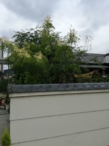 庭木 シマトネリコ 樹高2～2.5ｍ