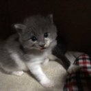 子猫ちゃんの里親さん募集一時中止 − 千葉県