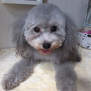 里親募集です。
