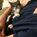 野良猫の子猫を保護しました。里親募集中です。