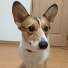 末長く可愛がってくれる方募集
