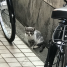 捨てられてる子猫を保護していただける方募集