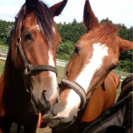 体験乗馬予約受付中の画像
