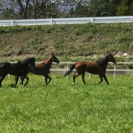 体験乗馬予約受付中の画像