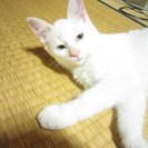 7/18最新写真追加！生後４ヶ月になった白猫もらって下さい！ - 猫