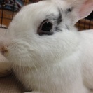 ミニうさぎの里親募集