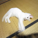 7/18最新写真追加！生後４ヶ月になった白猫もらって下さい！ − 石川県