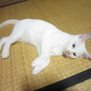 7/18最新写真追加！生後４ヶ月になった白猫もらって下さい！ - 里親募集