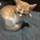 五月に産まれたばかりの子猫♂