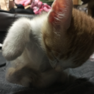 五月に産まれたばかりの子猫♂ − 長崎県