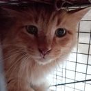 長毛茶猫新しいお家を探してます❗