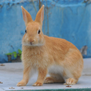 子ウサギあげます！　その３