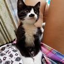 せっかく救った命　家族としてこの子をお願いします。