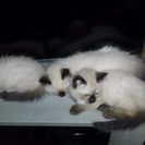 シャム猫雑種