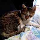 迷い猫です。