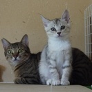 笑顔がかわいい　マッチくん − 静岡県