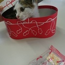 子猫保護しました。