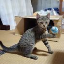 ☆里親さんを探しています☆ − 千葉県