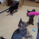 ☆里親さんを探しています☆ - 里親募集