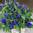 りんどう農家ですよ