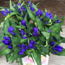 りんどう農家ですよの画像