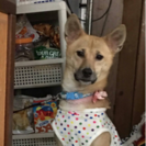 ひまわり