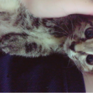元気な猫ちゃんですの画像