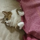 あなたのスキルを活かしませんか？