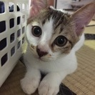 里親さん募集です