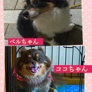 ロングコートチワワ2匹の里親を募集。血統証明書有り。ベルちゃん(...