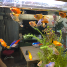 熱帯魚（ミッキーマウスプラティ）育魚！の画像